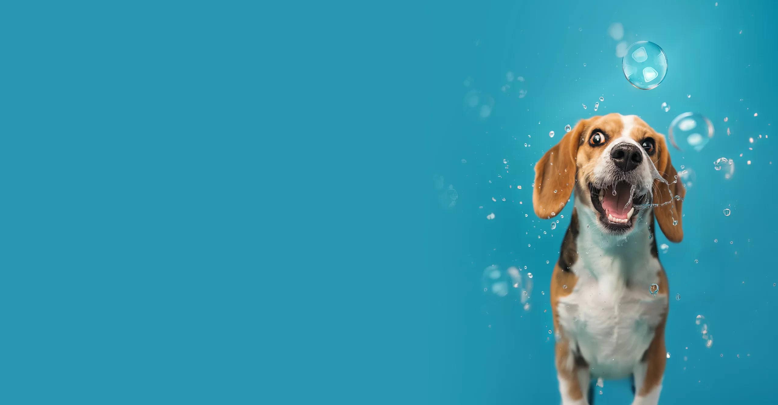 DOG WASH savitarna Vilniuje ir Kaune